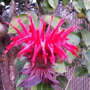 Meet your Posher, Krystal